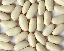 Bean-weißen Kidneybohne (Cannellini-Bohnen) Heirloom Grown Biologisch Seeds for a productive addition to the vegetable patch