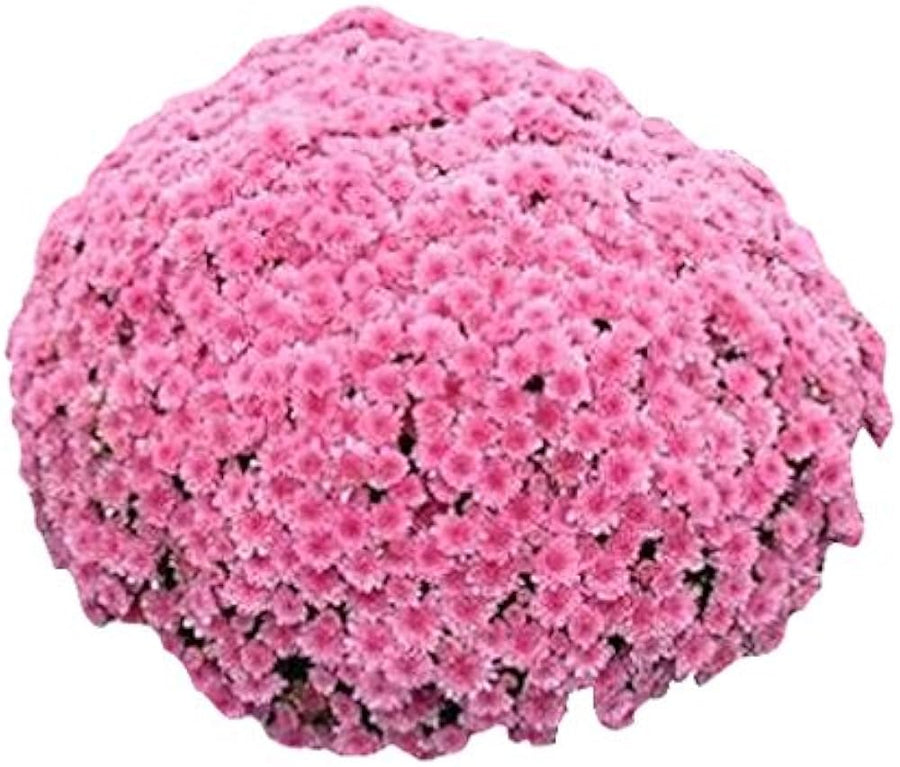 Chrysanthemum Ground Cover Chrysanthemum morifolium flower seeds for planting in home garden or landscape borders - for planting in home garden