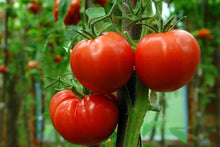 JDR Seeds for a colorful addition to any planting