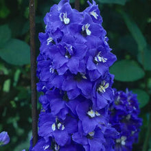 Delphinium Delphinium Elatum Seeds for seasonal color across the Backyard Cottage Garden Style