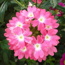 ANTIER PHLO Beauty LEOPOLDII Pink Seeds for reliable seasonal color
