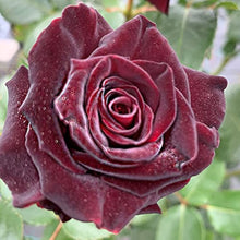 Schwarz Baccara Hybrid Rose Seeds (Rosa hybrida) for colorful blooms in the home garden beds