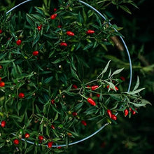 Pepper Capsicum Chinense Trinidad Cherry Sweet Mild Seeds for growers stocking the Flavorful Container Growing