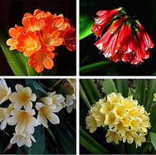 Clivia Seeds (Clivia miniata) for seasonal color across the indoor pots or shaded home garden spots