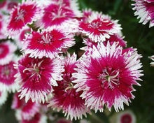 Mixed Color Sweet Scabious Seeds for gardeners building out beds and borders