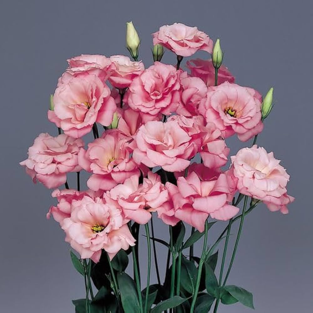 Lisianthus Eustoma Grandiflorum Perennial Flower Seeds for Planting – Elegant Blooms for Borders and Floral Arrangements