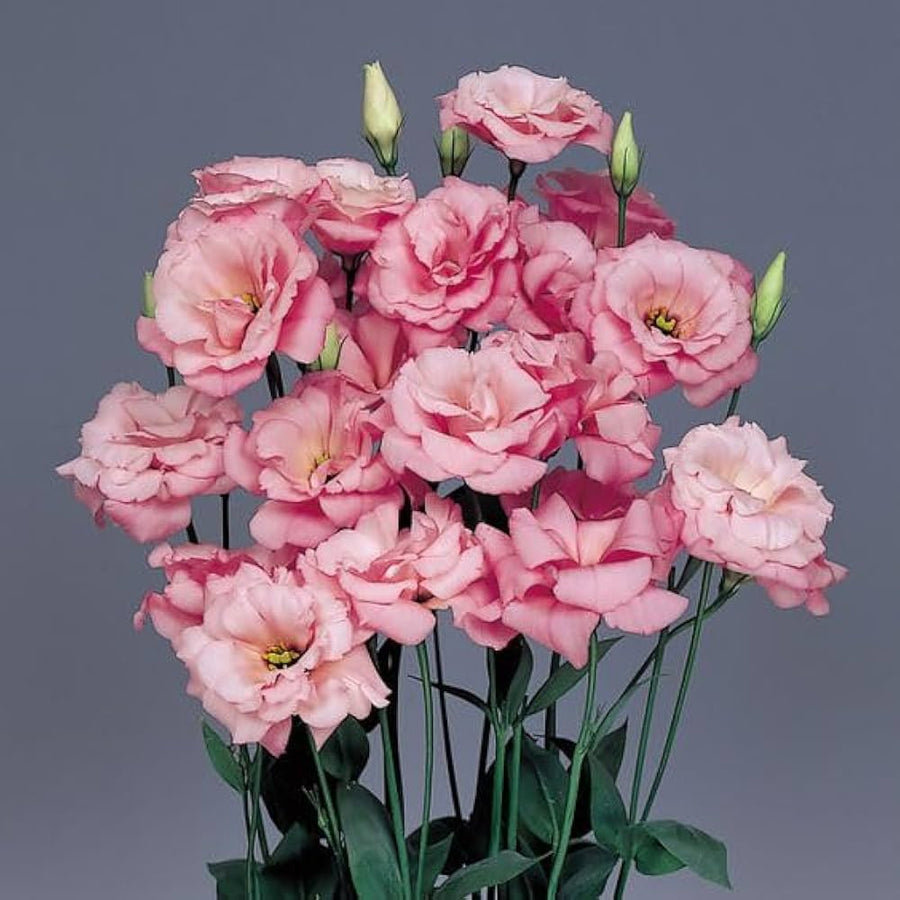 Lisianthus Eustoma Grandiflorum Perennial Flower Seeds for Planting – Elegant Blooms for Borders and Floral Arrangements