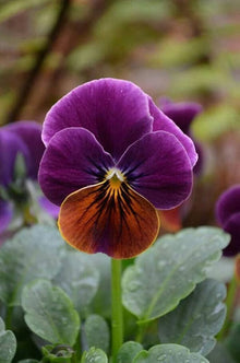 Viola Engel Blueberry Glow Seeds prized for striking Violet Flowers