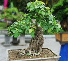 Iberbillea Lindheimeri Rare Caudex Bonsai Vine Seeds for a lasting addition to the landscape