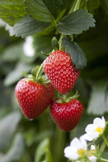 Balcony Edible Berry Plant Seeds for growers wanting a homegrown harvest