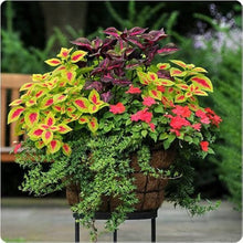 Light Green Coleus Seeds known for beautiful Bonsai Plants, Colorful Flowers
