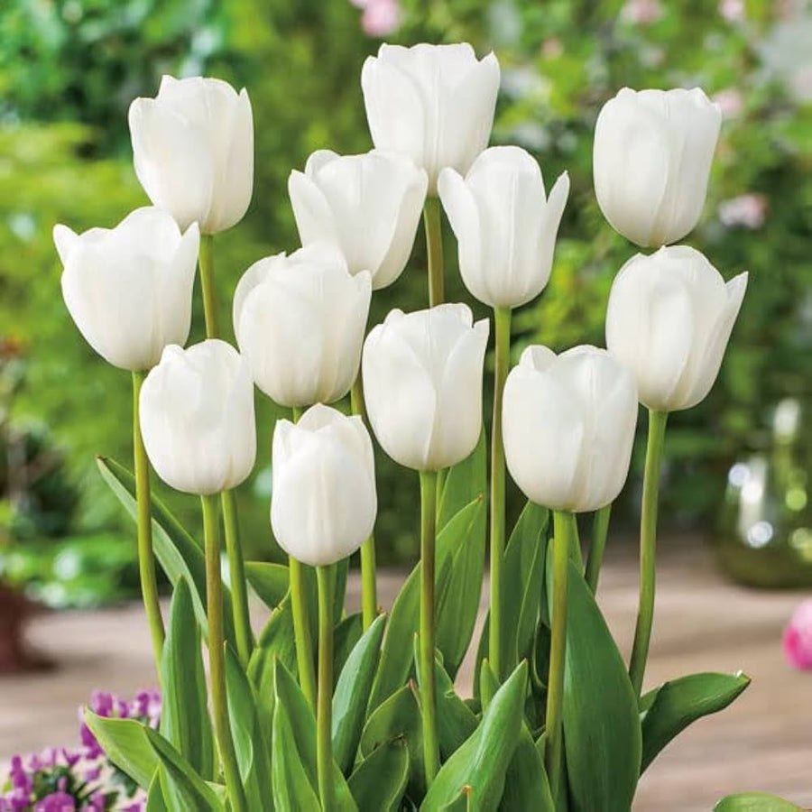 White Tulip Tulipa Gesneriana Seeds for planting in flower bed