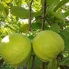 Guava tree seeds for fast growing edible fruit and home orchards