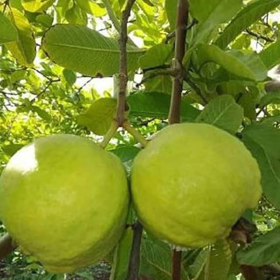 Guava tree seeds for fast growing edible fruit and home orchards