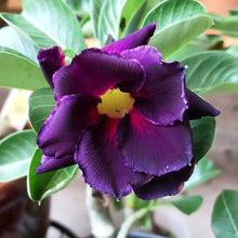 Purple Black Desert Rose Flower Seeds