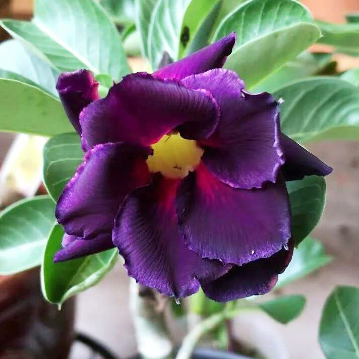 Purple Black Desert Rose Flower Seeds