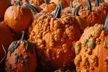 Knucklehead Pumpkin Seeds for growers stocking a kitchen garden