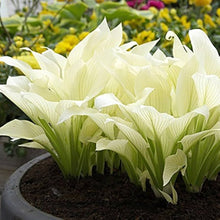 Hosta Hosta Ice White Lace Perennial Seeds for colorful blooms in the Shaded Garden Edging