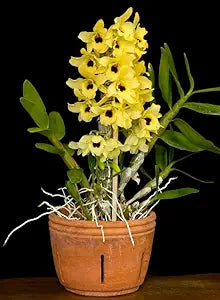 Dendrobium Orchid Mixed Colors Exotic Flower - for planting in home garden