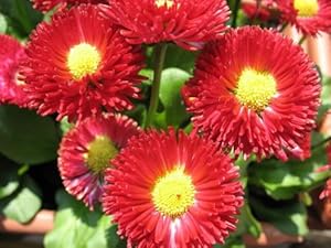 Red Bellis English Daisy Self-Seeding Flower Seeds â€“ Compact, Rich Red Blooms for Borders