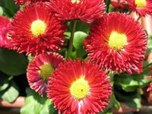 Red Bellis English Daisy Self-Seeding Flower Seeds â€“ Compact, Rich Red Blooms for Borders