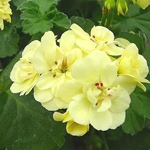 Pelargonium Flower for planting