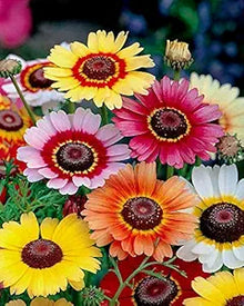 Chrysanthemum Chrysanthemum Morifolium Mixed Flower Seeds for Planting – Perfect for Fall Gardens and Seasonal Color