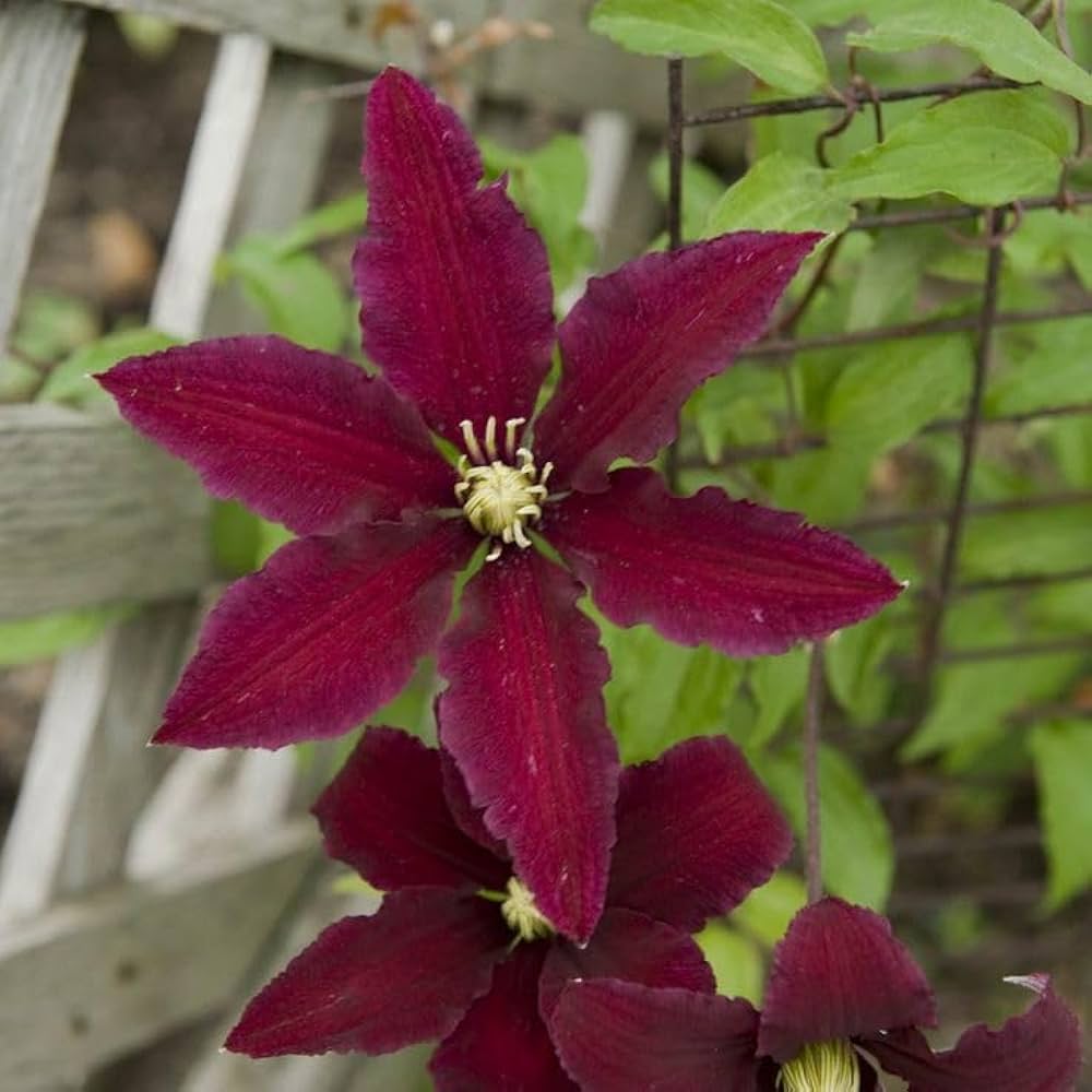 Clematis Clematis Hybrida Maroon Lila Flower Seeds for Planting – Suitable for Vertical Garden and Trellis Decor
