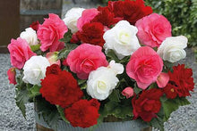 Mixed Begonia Semperflorens Seeds for reliable seasonal color