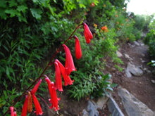 Eatons Penstemon Seeds for colorful blooms in the Wildflower Garden & Flower Bed
