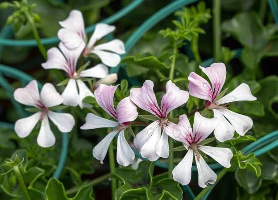 Peltatum Pelargonium seeds for flower bed and garden decoration