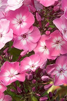 ANTIER PHLO Beauty LEOPOLDII Pink Seeds for reliable seasonal color