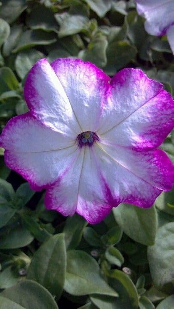 Light purple petunia flower seeds