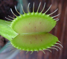 Venus Flytrap Seeds (Dionaea muscipula) for colorful blooms in the indoor pots or terrarium setups