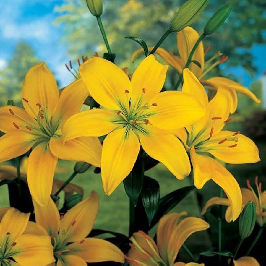 Yellow Heart Red Spots White Lily Lilium for planting in flower bed
