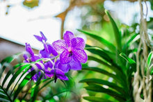 Hydroponic Orchid Seeds prized for indoor Flowering Orchids