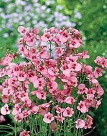 Diascia Diamonte Series Coral Rose Seeds for gardeners building out beds and borders