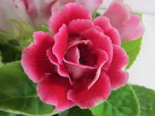Gloxinia flower Seeds (Sinningia speciosa) for a bright addition to the indoor pots or vertical gardens