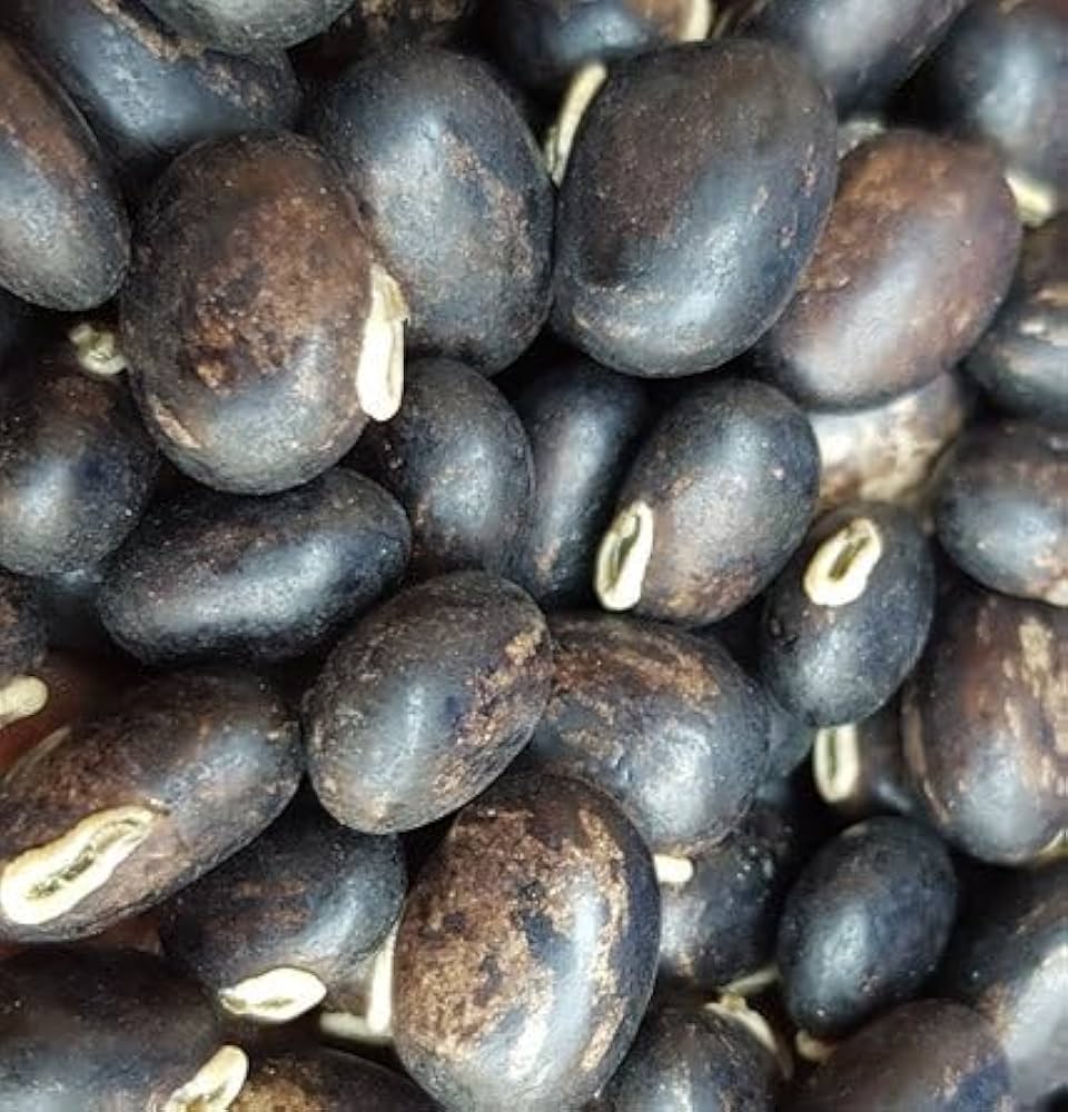 Mucuna Mucuna Pruriens Red Flower Seeds for Planting – Great for Vertical Garden and Trellis Growth