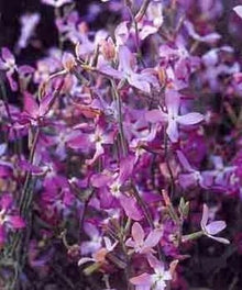 Lavender-Scented Evening Stock Seeds known for fragrant Night-Blooming Flowers