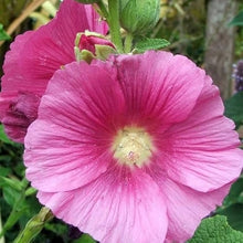 Zebrina Mini Hollyhock Seeds (Alcea rosea) for growers filling out the Flower Bed