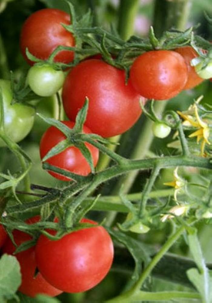 Lizzano F tomato seeds (Solanum lycopersicum) for award-winning garden vegetables