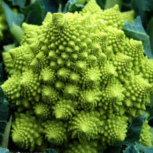 Organic Italian Cimelio Broccolo Romanco Seeds for reliable seasonal color