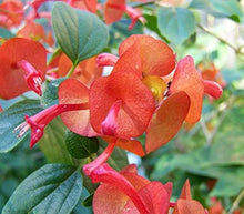 Holmskioldia Chinese hat plant flower seeds for planting in outdoor gardens - for planting in home garden