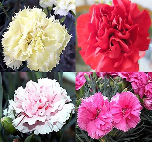 Clove flower Seeds (Dianthus caryophyllus) for growers filling out the home garden or backyard flower beds