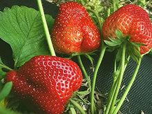 Super Giant Strawberry Seeds prized for extra-Large, Sweet Strawberries