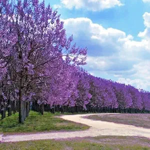 Royal Empress Paulownia tomentosa for planting in landscape