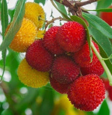Strawberry Tree Seeds (Arbutus unedo) for a homegrown harvest from the home garden and edible landscapes