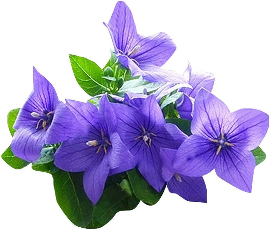 Balloon Flower ��������� Platycodon grandiflorus ��������� for planting in home garden
