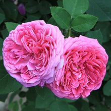 Pink Damask Rose (Rosa ������ damascena) for planting in flower bushes